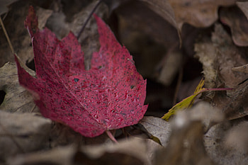 Autumn, Macro, Sheet, Leaf, Maple, Fallen HD wallpaper