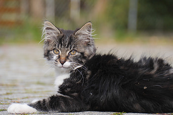 Animals, Cat, Fluffy, Kitty, Kitten, To Lie Down, Lie HD wallpaper