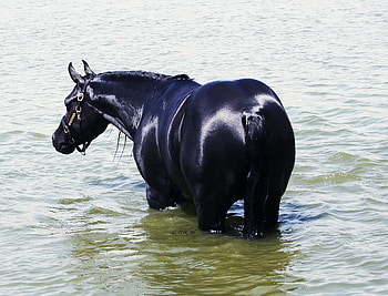 Arabian Beauty 1, arabian, horses, black, animals HD wallpaper