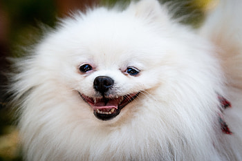 Funny, Animals, Fluffy, Dog HD wallpaper