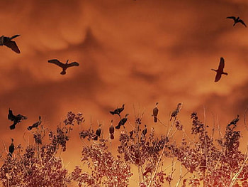 Cormorants, birds HD wallpaper