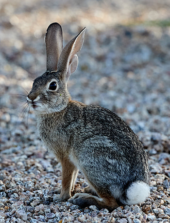 Animals, Fluffy, Sight, Opinion, Animal, Rabbit HD phone wallpaper