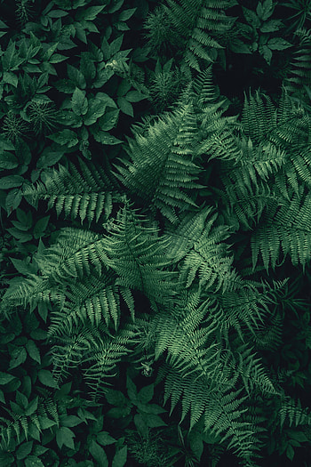 Nature, Leaves, View From Above, Plant, Fern HD phone wallpaper