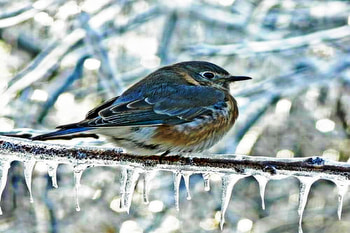 Little Bird 2598x1729, winter, blue, bird, cold, nature, ice HD wallpaper