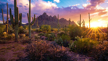 Sonoran Desert, Arizona, colors, clouds, landscape, sky, cactuses, usa, hill, sunset HD wallpaper