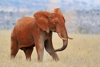 Muddy elephant in Tsavo East National Park, Animal, elephant HD wallpaper