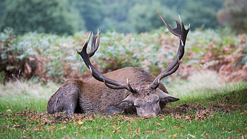 sleeping stag, bush, grass, stag, deer HD wallpaper