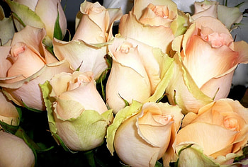 Flowers, Roses, Close-Up, Bouquet, Buds HD wallpaper