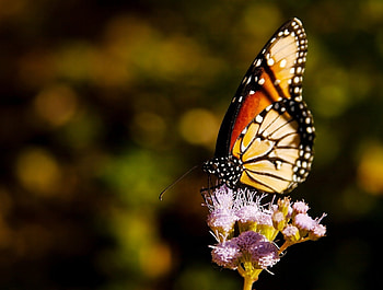 Butterfly, colors, flowers HD wallpaper