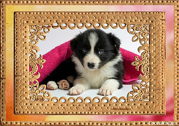 CUTE PUPPY, CUTE, PUPPY, FRAMED HD wallpaper