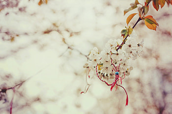 Sakura, Macro, Branch, Spring, Knot HD wallpaper