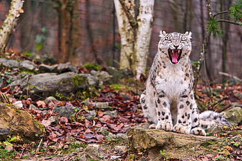 Animals, Autumn, Leaves, Snow Leopard, Forest, Grin, Muzzle, Predator HD wallpaper