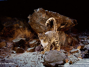 snow covered leopard, snow leopard HD wallpaper