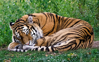 Animals, Grass, To Lie Down, Lie, Predator, Tiger, Sleep, Dream, Curl Up, Curdle HD wallpaper