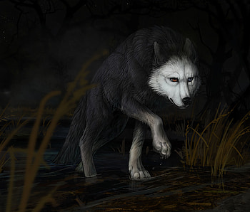 Water, Art, Darkness, Wolf HD wallpaper
