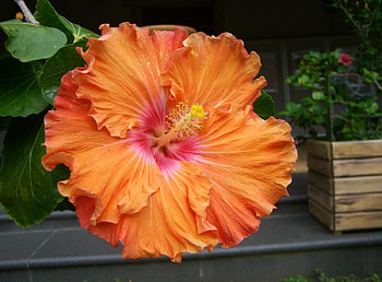 Flowers, Close-Up, Bloom, Flowering, Hibiscus, Stamen HD wallpaper