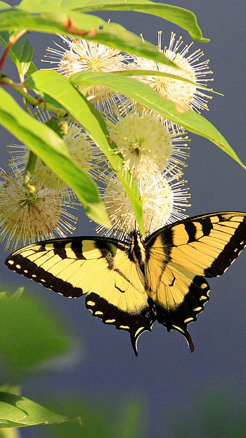 Yellow Butterfly, Wonderful HD phone wallpaper