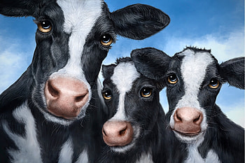 Three Amigos , Cows, painting, animals, cute, funny HD wallpaper
