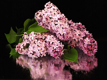 beautiful lilacs reflection, still life, reflection, lilacs, beautiful, flowers HD wallpaper