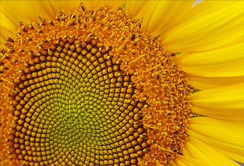 Sunflower, sunflowers, yellow, flower, flowers HD wallpaper