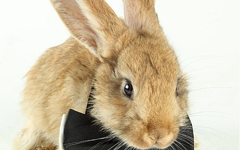 Animals, Bow, Kid, Tot, Rabbit, Wool HD wallpaper