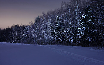 Winter, Nature, Trees, Night, Snow, Field HD wallpaper
