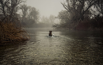 I Love Water, dogs, puppies, cute, animals HD wallpaper