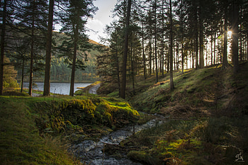 Forest, Landscape, Nature, Creek, Brook HD wallpaper