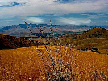 Golden Field, golden, sky, field, mountain HD wallpaper
