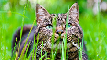 Animals, Grass, Cat, Muzzle, Hide HD wallpaper