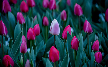 Tulips, nature, graphy, flower HD wallpaper