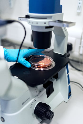 Scientist using a microscope to examine petri dish samples in a laboratory setting. HD phone wallpaper