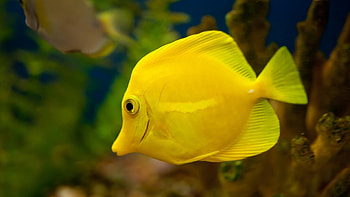 Angelfish, , Baltana, Animal HD wallpaper
