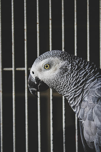 Animals, Parrots, Bird, Grey, Jaco HD phone wallpaper