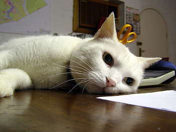 Animals, Cats HD wallpaper
