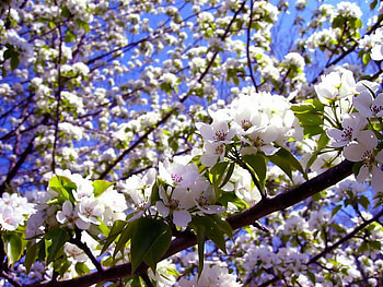 Cherry Blossom, sky, cherry, tree, flower HD wallpaper