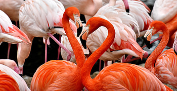 Animals, Birds, Flamingo, Feather, Colourful, Colorful HD wallpaper