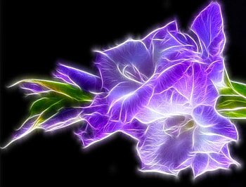 Beautiful Purple Gladiolus, purple, Beautiful, gladiolus, flower, green, leaf HD wallpaper