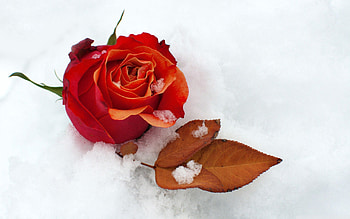 Flowers, Snow, Flower, Rose Flower, Rose, Bud, Cold, Leaflet HD wallpaper