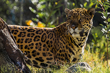 Jaguar The Big Cat, jaguar, animals HD wallpaper