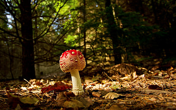Landscape, Autumn, Mashrooms HD wallpaper