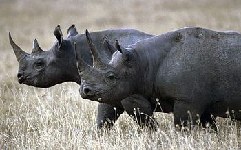 Animals, Grass, Couple, Pair, Stroll, Rhinos HD wallpaper
