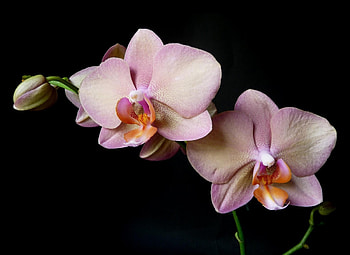 Flowers, Flower, Branch, Black Background, Orchid HD wallpaper