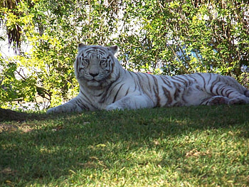 Restful White Tiger, animal, relaxing, white, tiger HD wallpaper