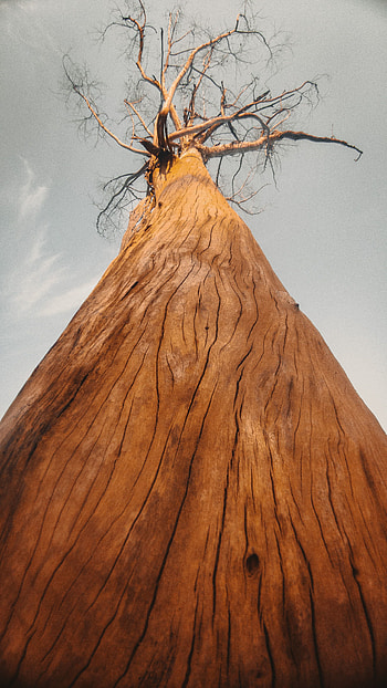 Nature, Wood, Tree, Branches, Bark, Bottom View HD phone wallpaper