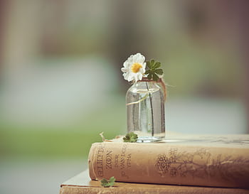 A serene composition featuring a white flower in a glass bottle atop a vintage book, evoking simplicity and elegance. HD wallpaper