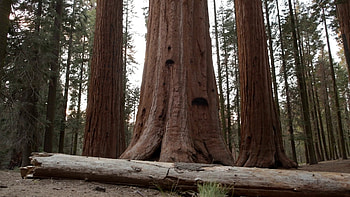 Cedar Tree, Redwood forest, Tranquil landscapes, Nature's wonder HD wallpaper