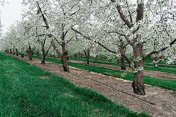 Nature, Trees, Grass, Bloom, Flowering HD wallpaper
