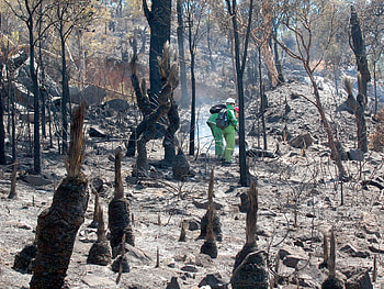 Burnt out forest/fireman, other, nature, forest, man HD wallpaper