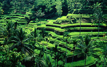 Bali, Ubud's charm, Cultural hub, Ubud's renowned beauty HD wallpaper